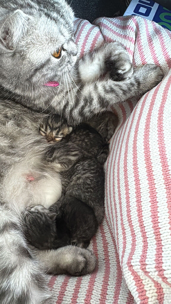 Chinchilla Persian