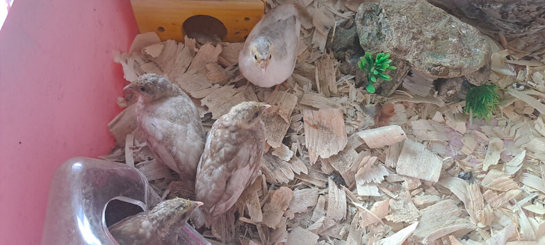 button quail for sale