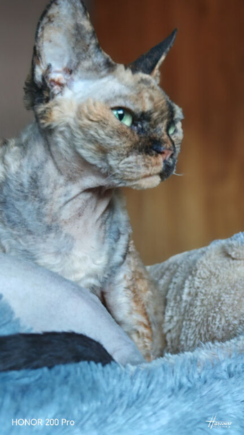 Beautiful girl Devon Rex