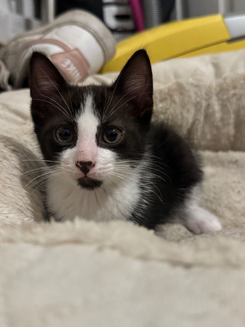 Kitten for sale