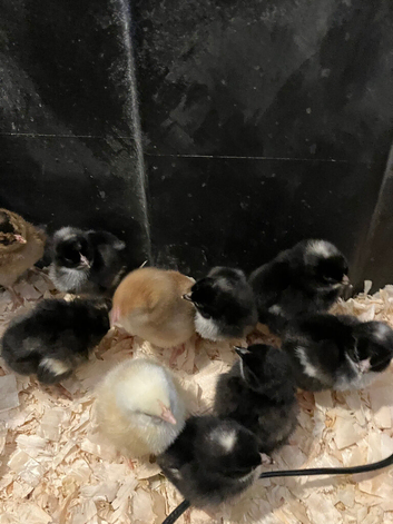 Rainbow chicks