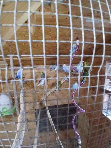 Budgies