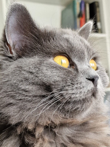 Gorgeous British Blue longhair kittens