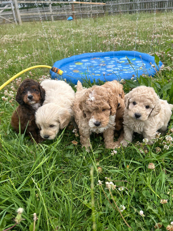 Adorable cockapoo boys available to be viewed