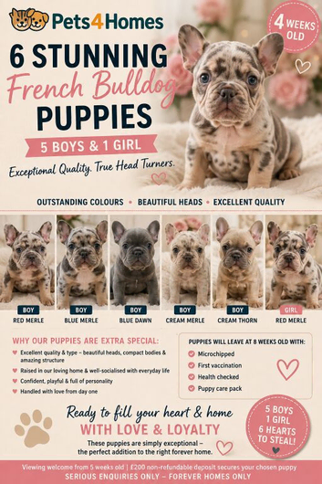 STUNNING MERLE FRENCHIES | 5 BOYS & 1 GIRL | EXCEPTIONAL QUALITY