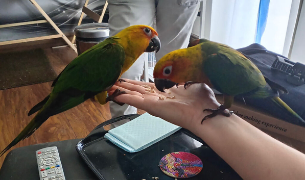 Jenday Conures Hand Reared