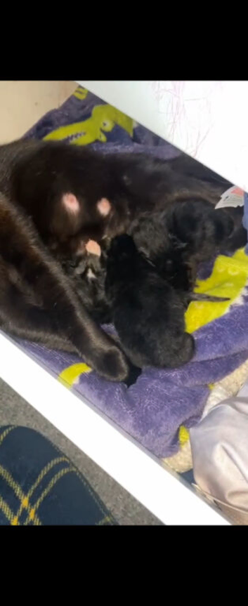 3 male kittens