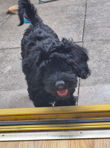 Black cockapoo