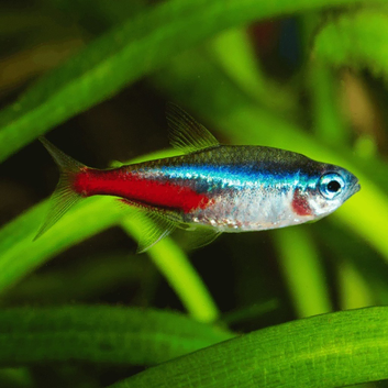 Aquarium Cleaning Services