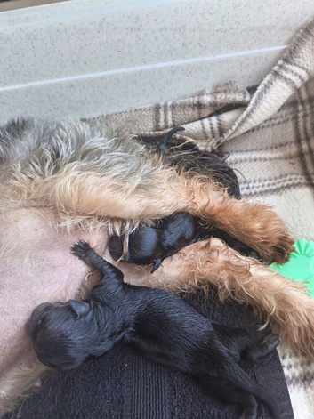 Beautiful Chorkie puppies