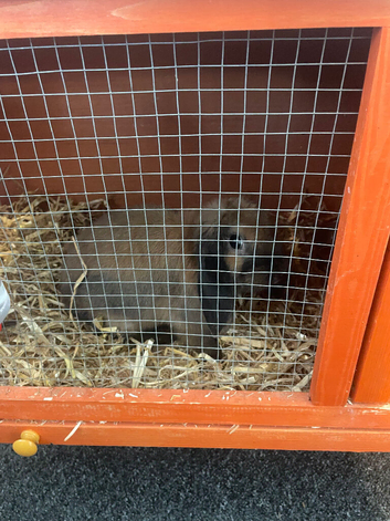 Mini lop