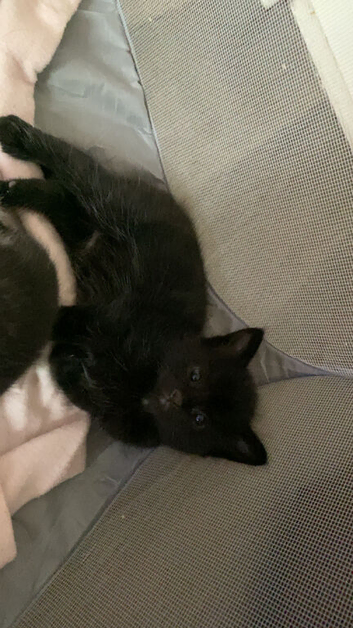 Kitten