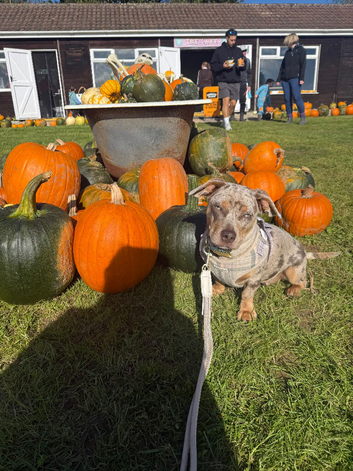 Dog for rehoming