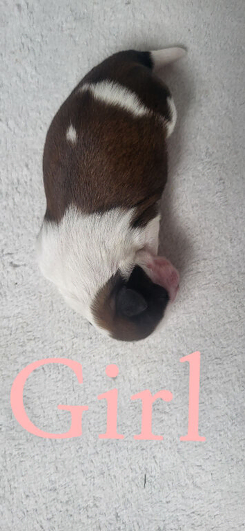 3day old puppys