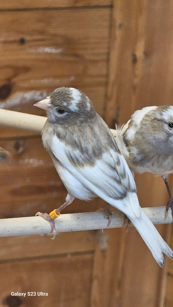 Canary raza others