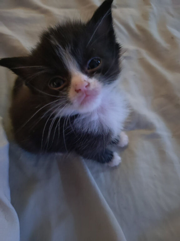 Kittens for sale
