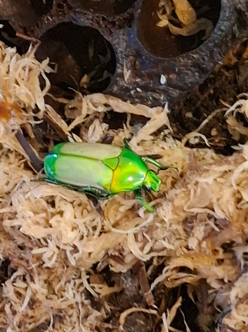 Green Emerald flower beetles