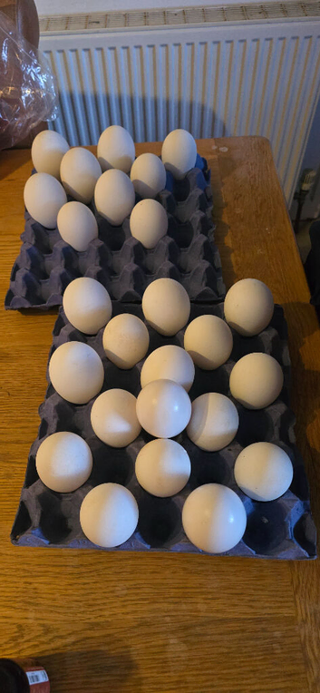 Fertile Eggs Available