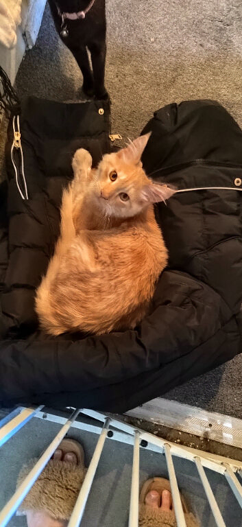 Have to sell my furbaby