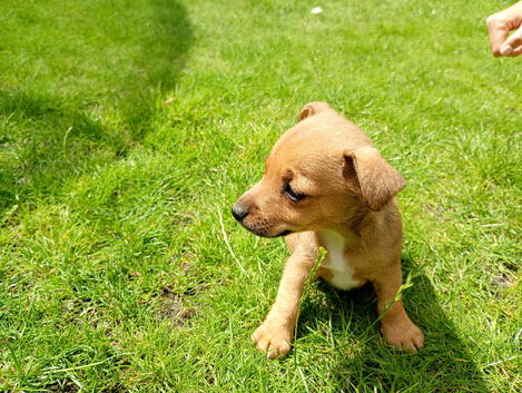 Jack Russel puppies 1 boy left