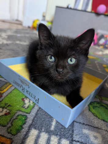 Beautiful 8-Week-Old Kittens Ready for Their Forever Homes