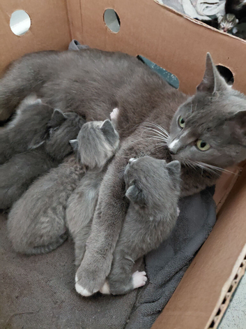 Beautiful grey kittens