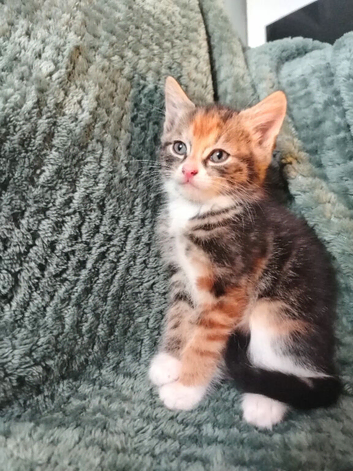 Mixed breed tabby kittens