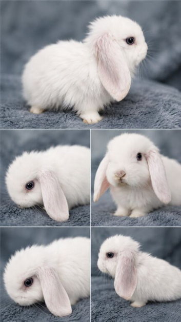 French lop baby boy ready now