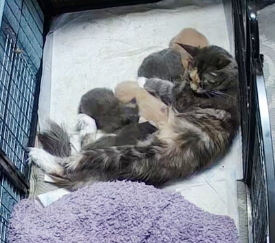 Stunning mainecoon babys