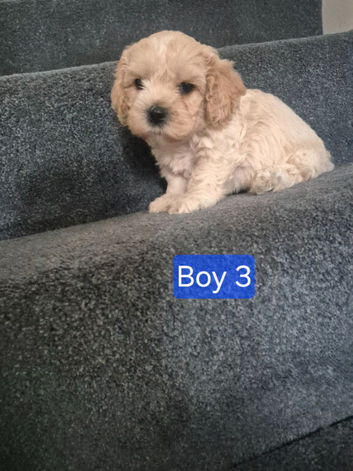 Cavachon puppies