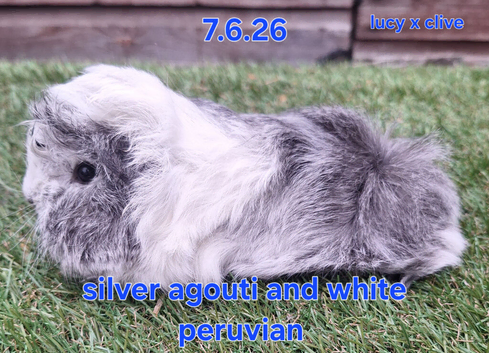 Hairy guinea pig boys