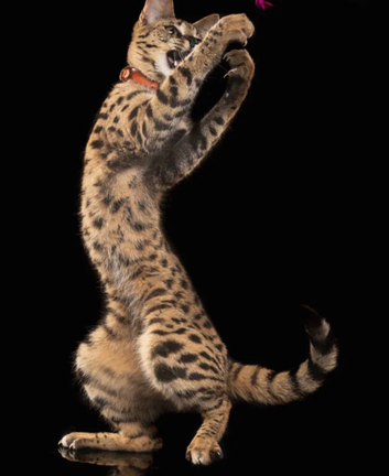 Rare Kiwanga Pedigree F2 & F3 Savannah Kittens