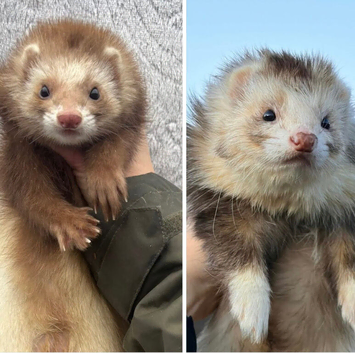 Pairings of Angora Ferrets