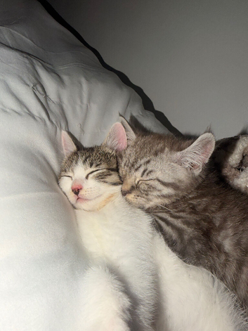 2 kittens available one girl one boy