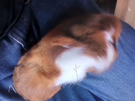 Beautiful female guinea pig