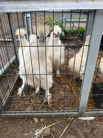 Silkies for sale