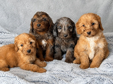 Cockapoo Puppies looking for there forever home