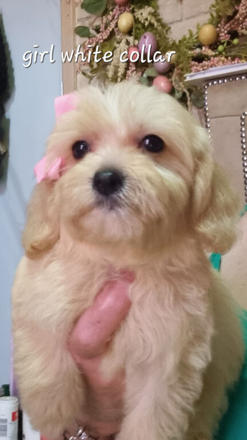 Cavapoochon