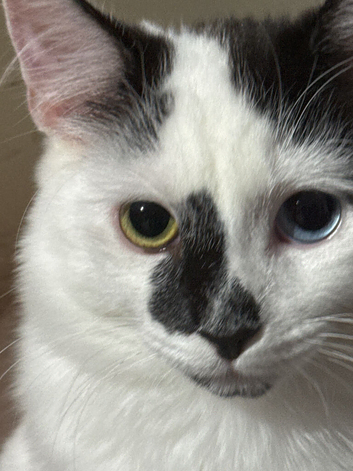Boy kitten with heterochromia has been neutered rare eyes