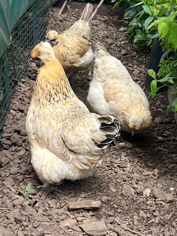 Goldtop hens for sale . 18-24 months old