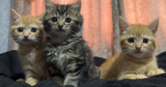 maine coon x British short hair