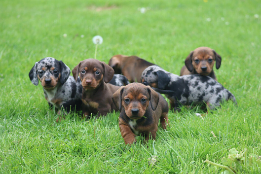 Miniature dachshund puppies