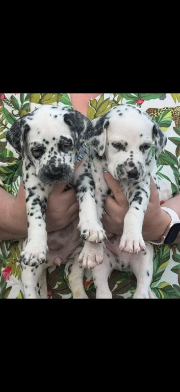 9 Beautiful Dalmation puppies
