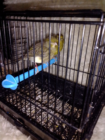 beautiful pair of canaries