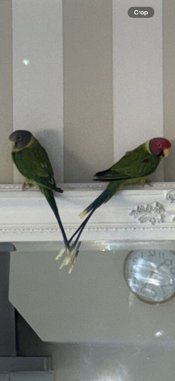Male and female plum heads parakeets