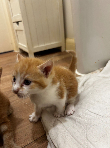 4 kittens