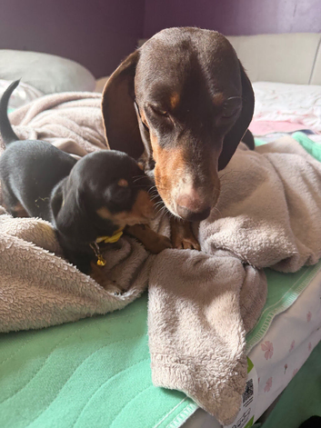 Black and Tan Male Miniature Dachshund