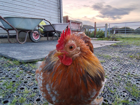 Trio of Bantams
