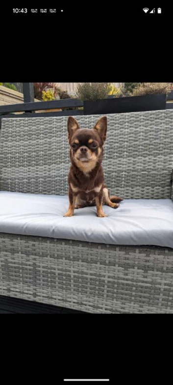 Stunning kc chocolate stud dog