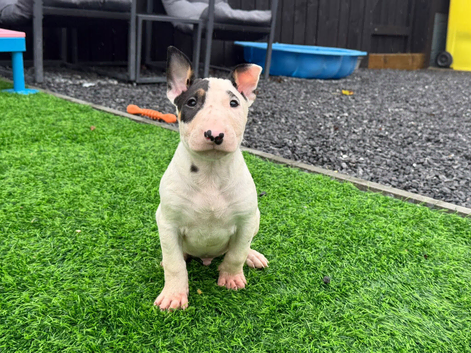 Stunning English bull terrier puppies for sale